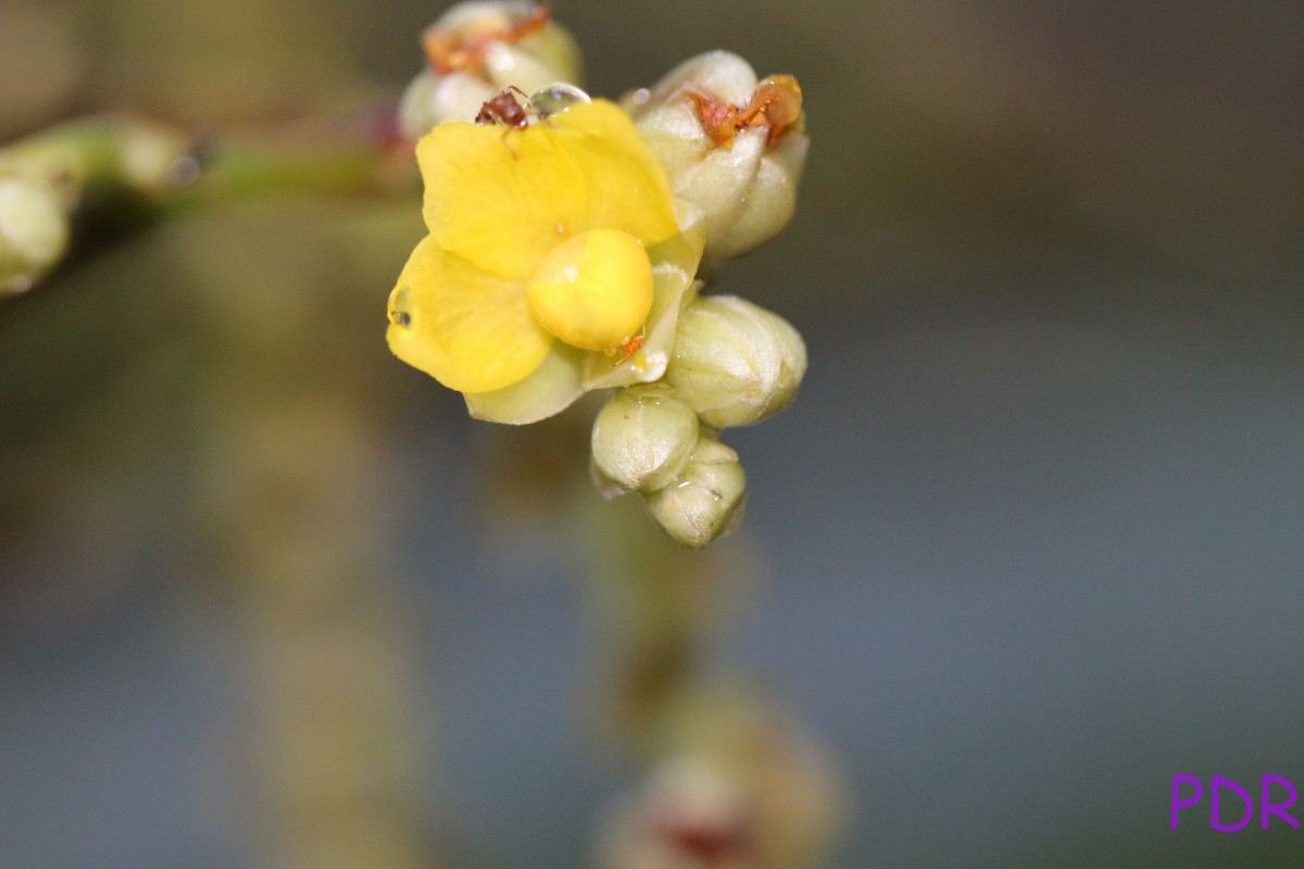 Schumacheria castaneifolia Vahl